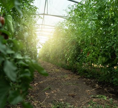 Prova in campo su pomodoro ciliegino (Sicilia)