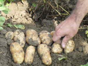 I tuberi di patata cresciuti in carenza di potassio presentano macchie scure nella polpa e ridotto accumulo di amido.