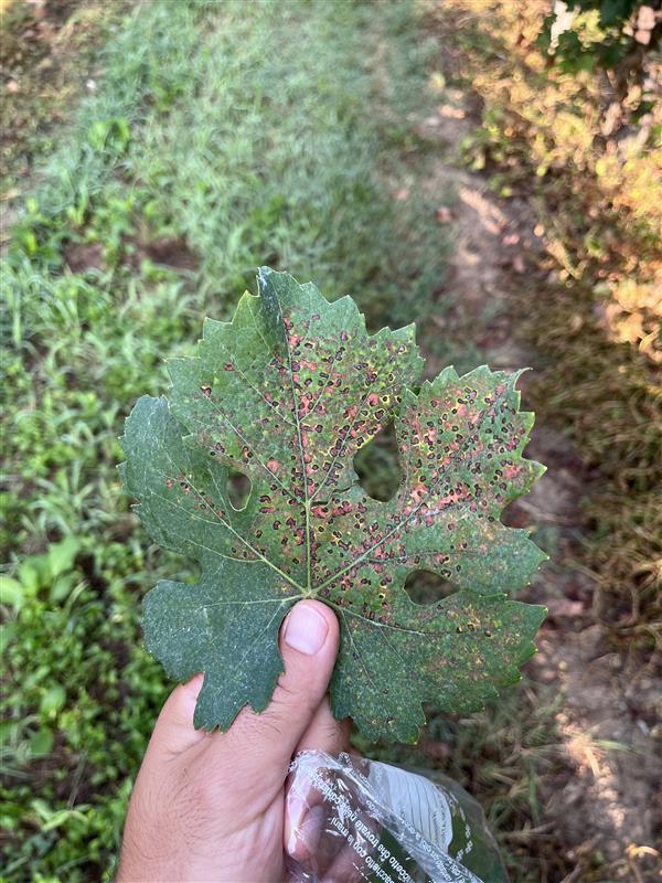 Carenza di potassio tardiva su vite da vino.