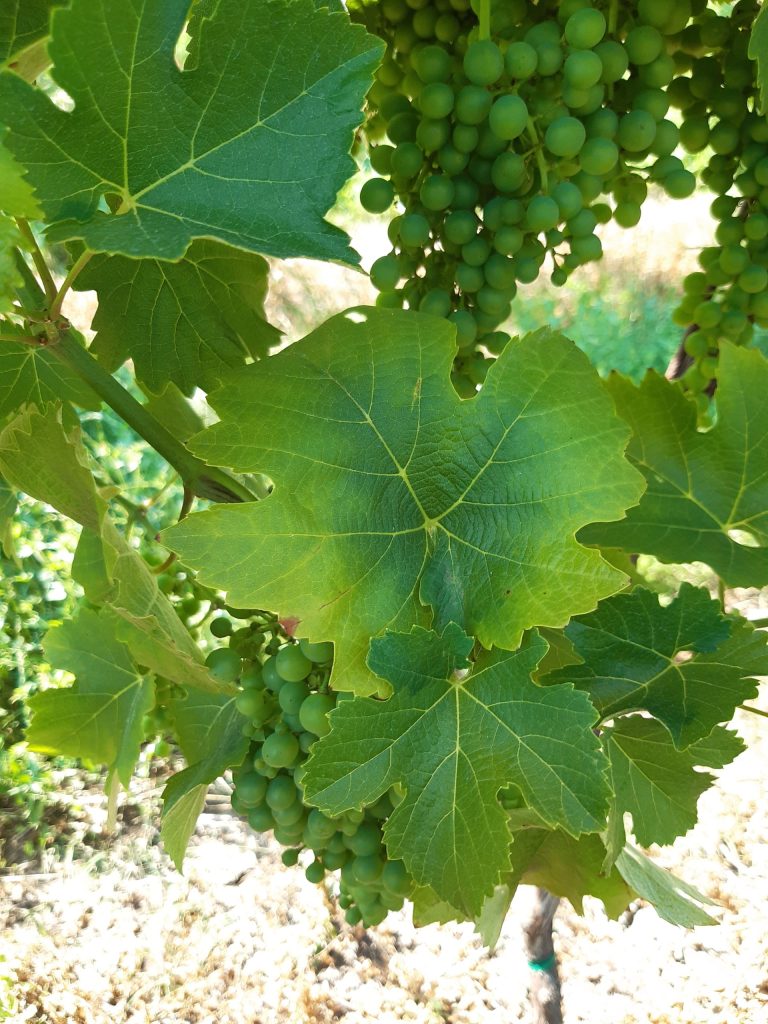 Carenza di potassio visibile sulla foglia di vite da vino.