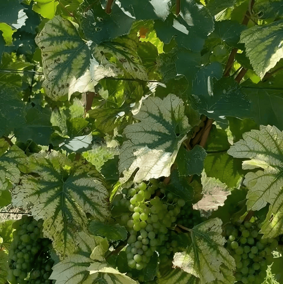 Carenza di magnesio