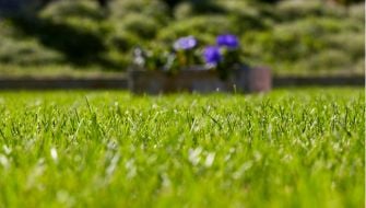Il miglior fertilizzante per concimare il prato in estate