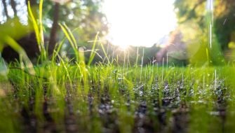 Le prime irrigazioni del prato dopo la semina