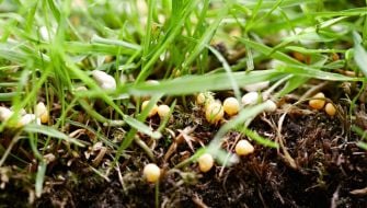 Il miglior fertilizzante per la prima concimazione dopo semina e germinazione del prato