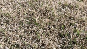 Come preparare la trasemina di microterme su prati di macroterme