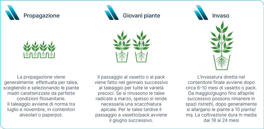 Propagazione e invaso della Camellia