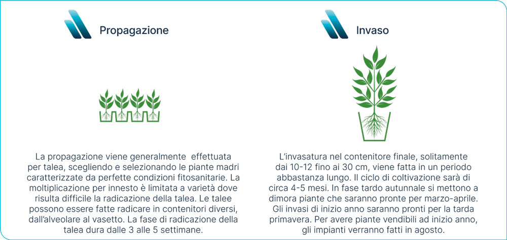 Propagazione e invaso di Hibiscus rosa sinensis