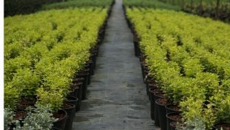 Perchè serve mantenere l’umidità ottimale nei vasi delle piante ornamentali