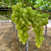 Crop image