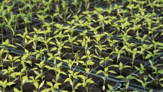 Sempre compatte e uniformi le floricole annuali, bordure in pack, alveoli e piccoli vasetti