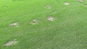 Spring Dead Spot malattia fungina del prato: rimedi e cura