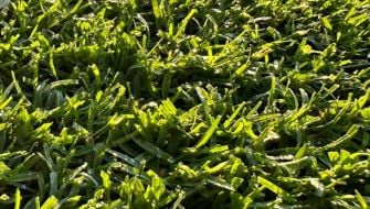 Il controllo dello Spring Dead Spot nei tappeti erbosi di Cynodon