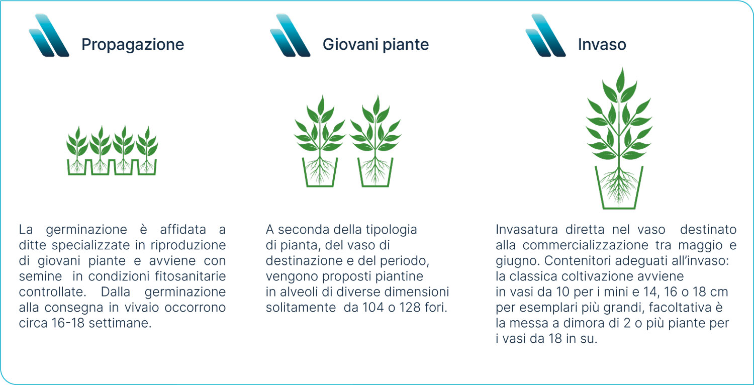 Propagazione e invaso del Cyclamen persicum