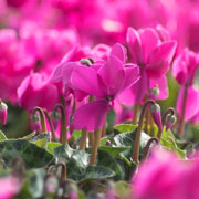 Cyclamen persicum