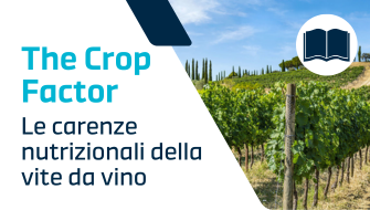 Carenze nutrizionali della vite: come riconoscere e correggere i sintomi