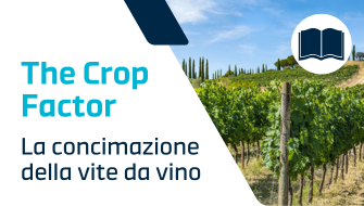 Concimazione della vite da vino: periodi, tecniche e concimi consigliati