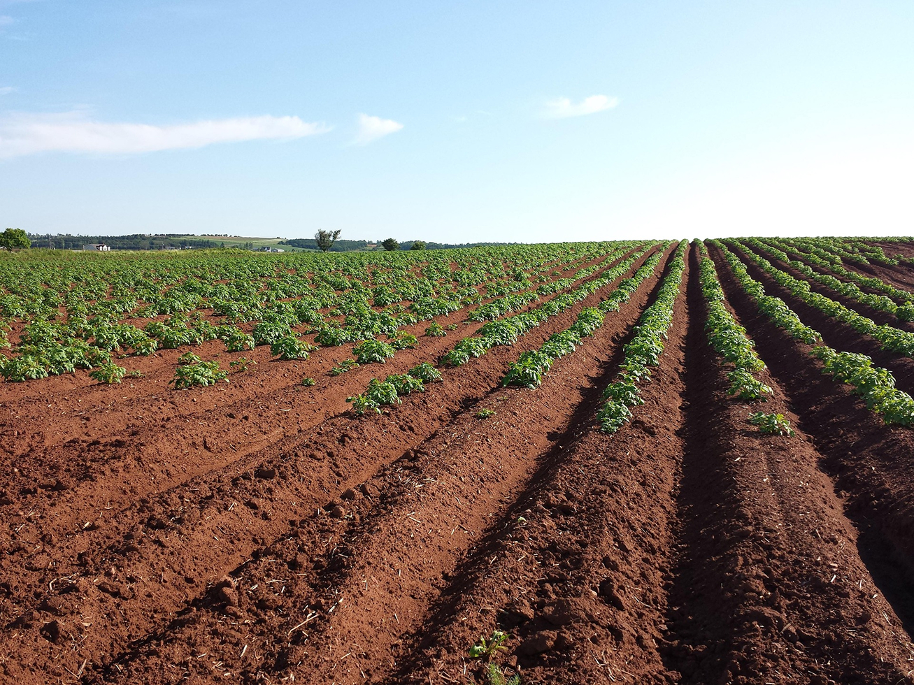 Fotografia di un campo di patate.