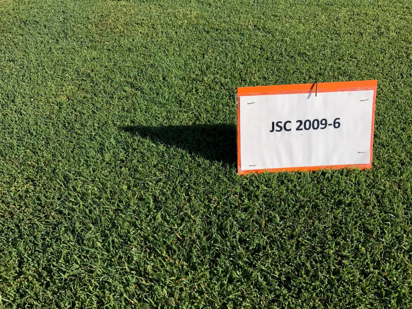 ProSelect Rio - bermuda grass - cynodon - gramigna