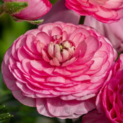 Ranunculus asiaticus