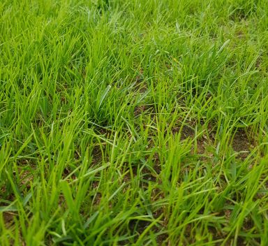 La risemina di un prato danneggiato di microterme o macroterme
