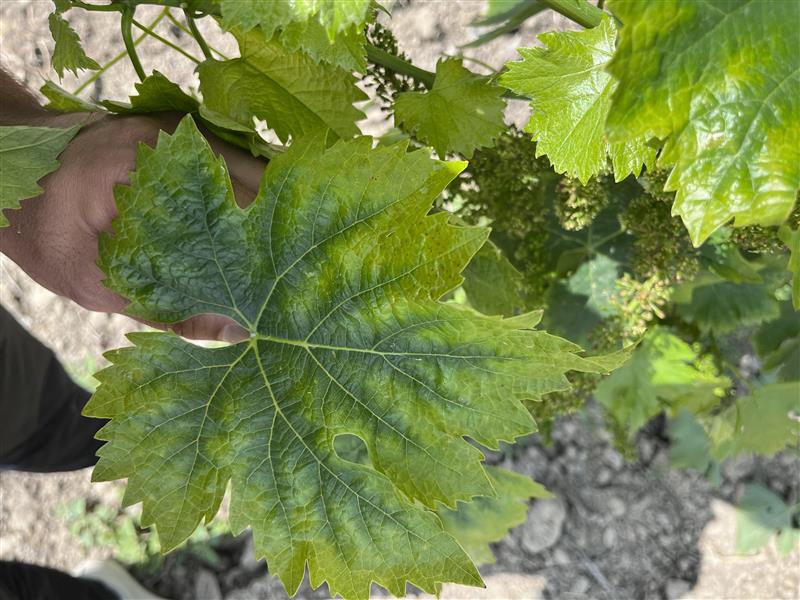Carenza di magnesio visibile sulla foglia di vite da vino.