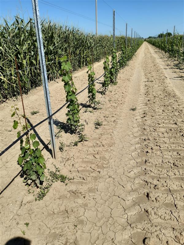 Barbatelle di vite da vino.