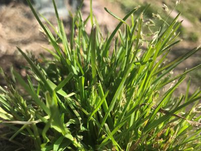 Malerba graminacea monocotiledone foglia stretta infestante del prato _ poa annua