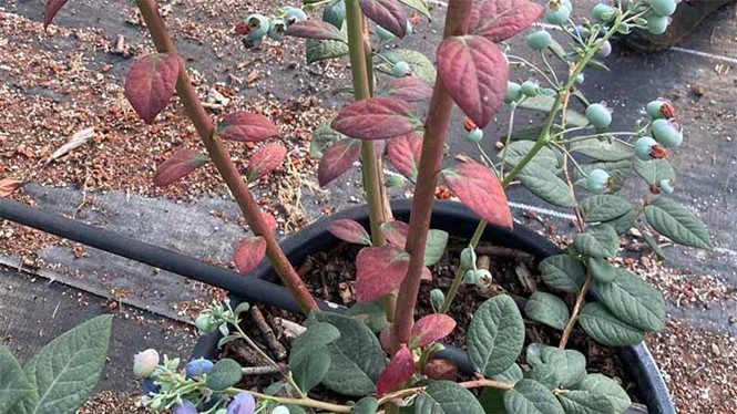 Carenza di fosforo visibile nelle foglie più vecchie dei mirtilli (credito: ICL Growing Solutions Mexico)