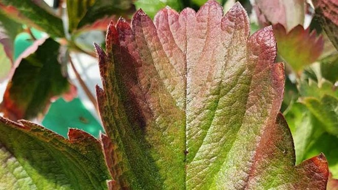 Foglia di fragola che presenta carenza di fosforo (credito: ICL Growing Solutions France)
