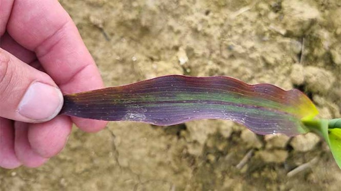 Carenza di fosforo visibile come colorazione violacea delle punte e dei margini delle foglie di mais (credito: ICL Growing Solutions Francia)
