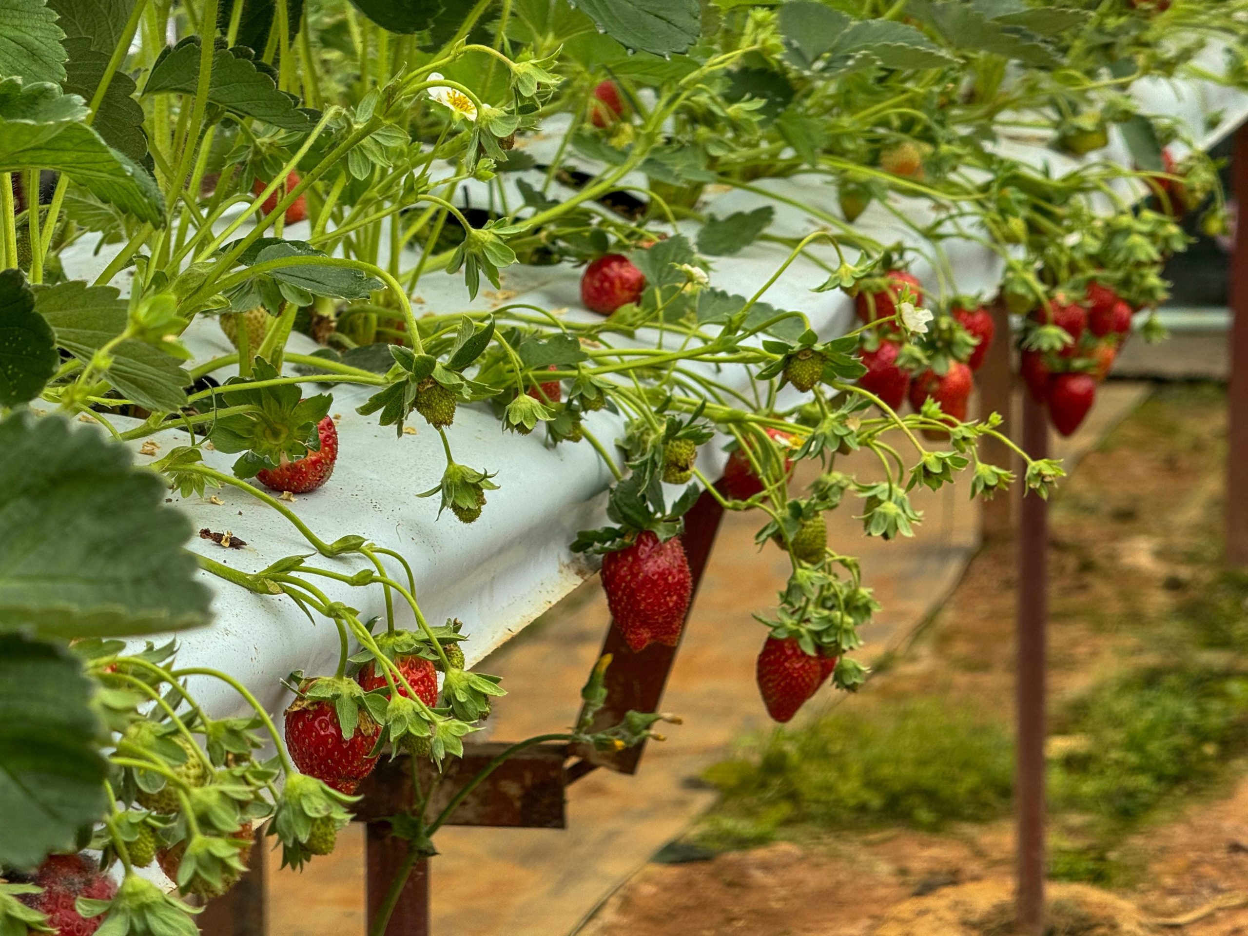 Una giovane pianta di fragola cresciuta in fuori suolo, pronta per il raccolto.