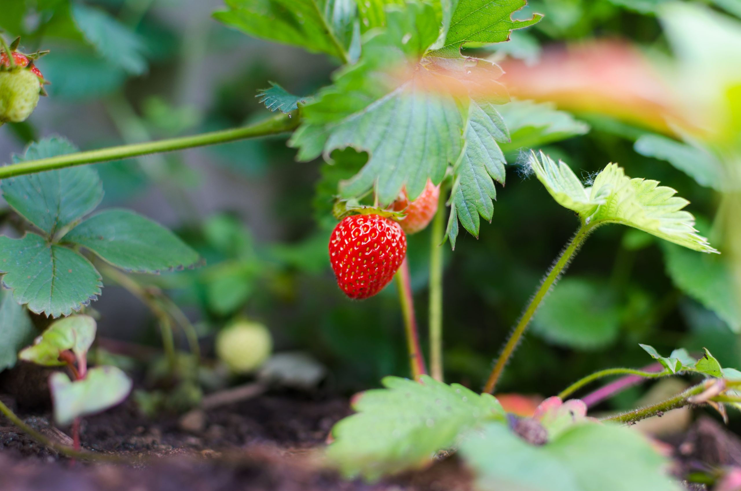 Fragola da vicino, cresciuta in pieno campo.