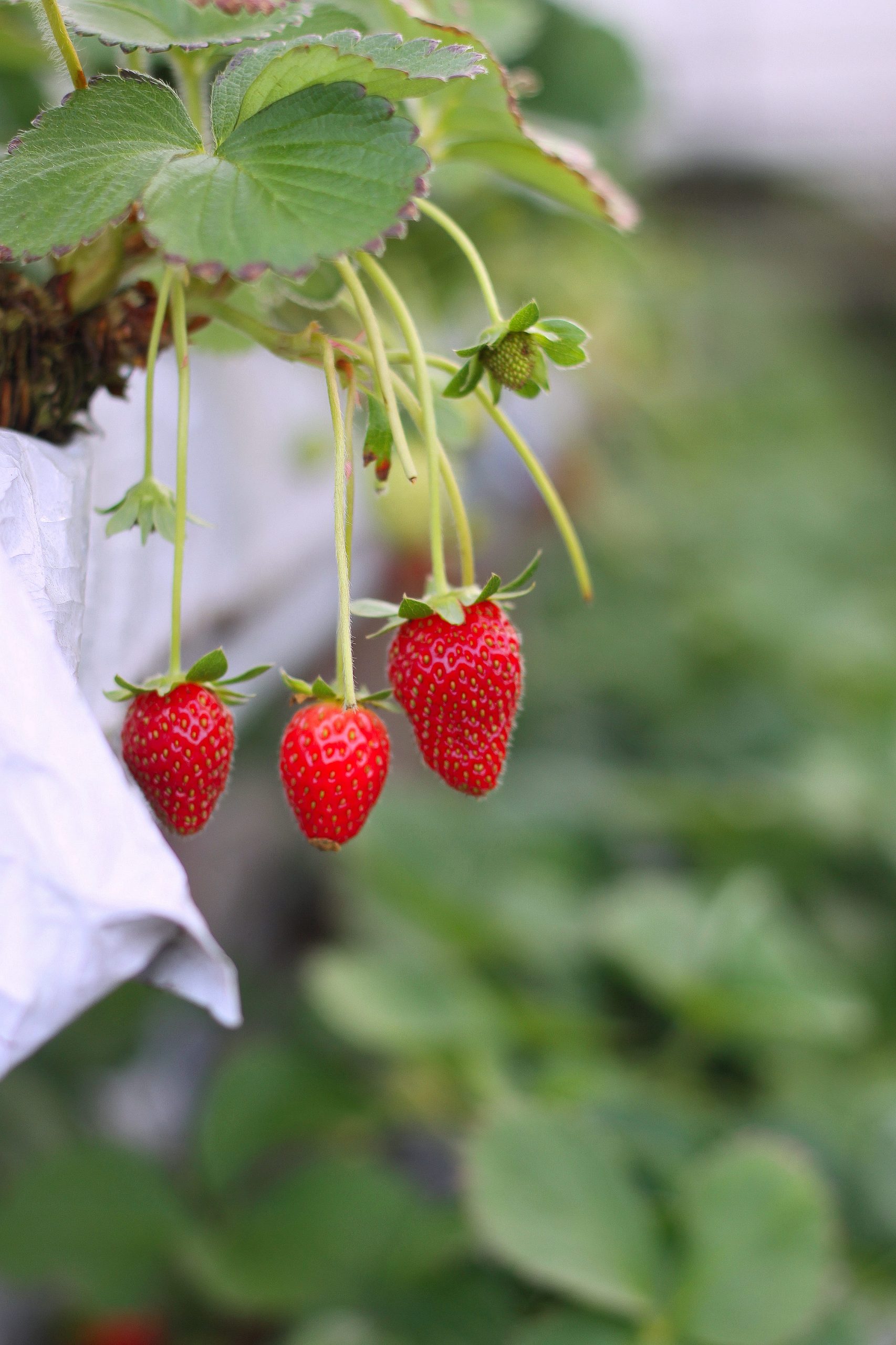 Fragole in fuori suolo.