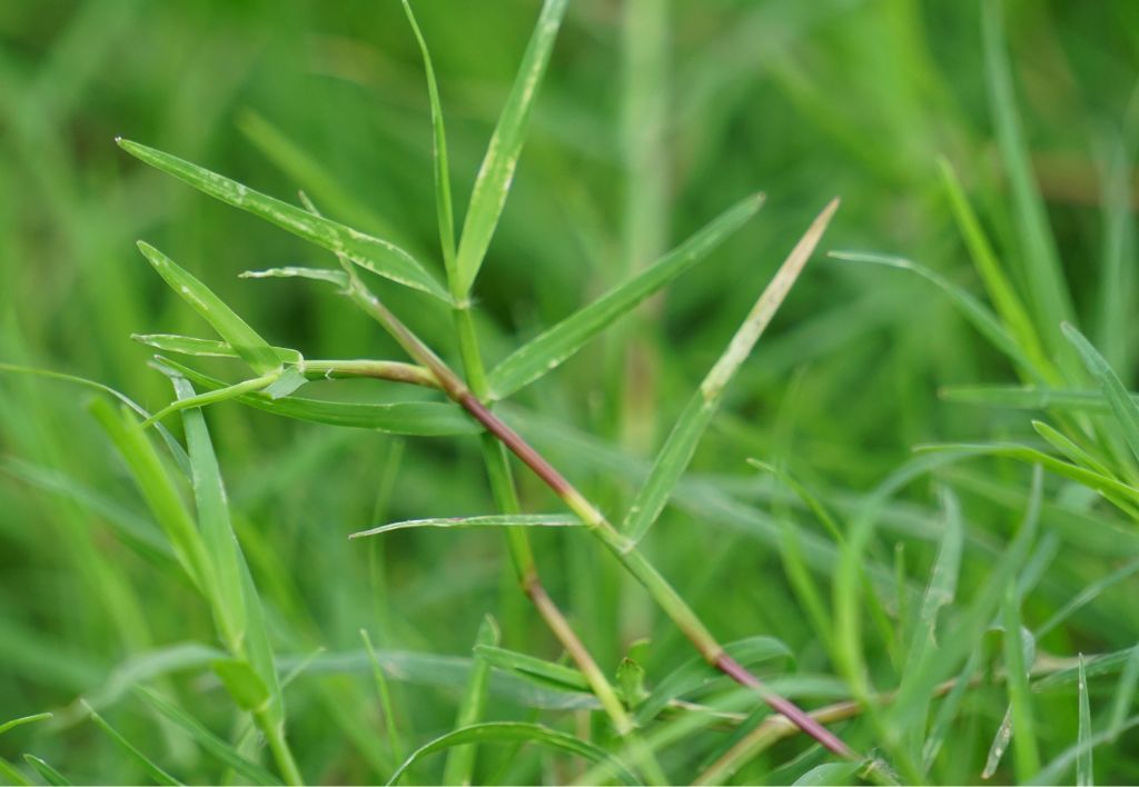 Cynodon dactylon o Gramigna nana - può essere scelta come essenza mcroterma per prato o essere considerata come malerba graminacea monocotiledone foglia stretta infestante del prato