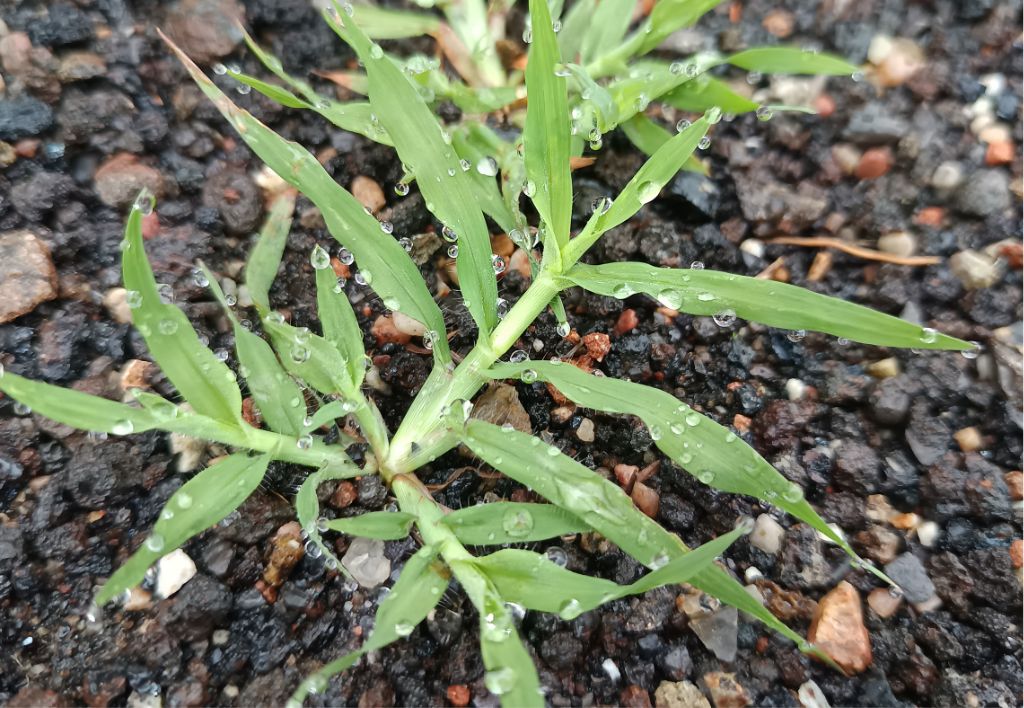 Digitaria sanguinalis o Zampa di gallina o Crab grass - malerba graminacea monocotiledone foglia stretta infestante del prato - primo piano