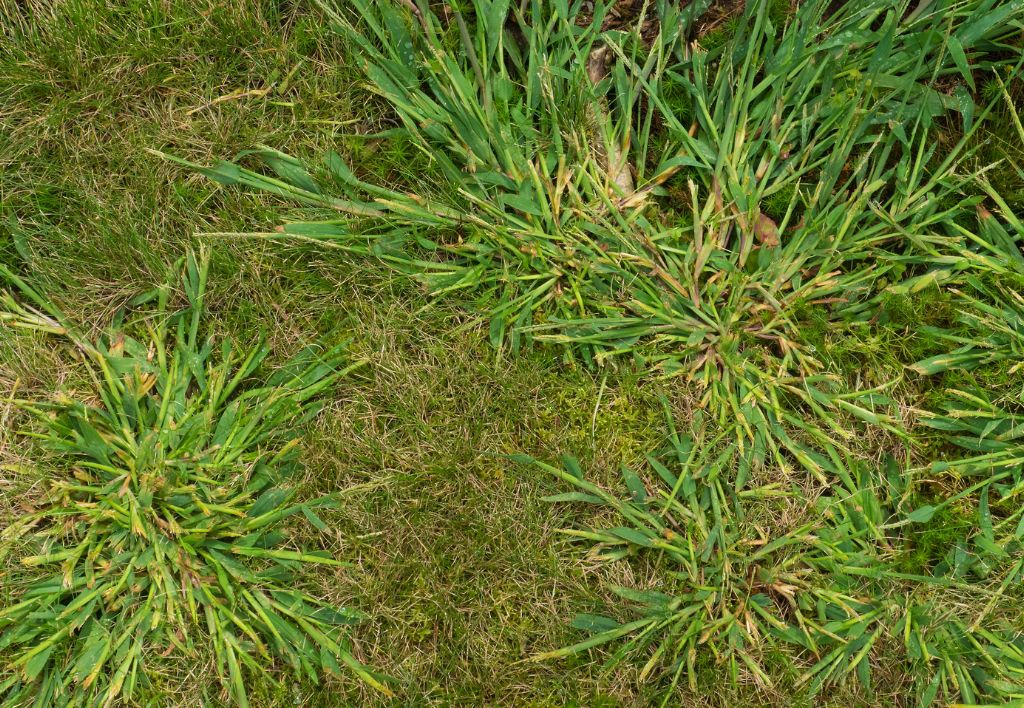 Digitaria sanguinalis o Zampa di gallina o Crab grass - malerba graminacea monocotiledone foglia stretta infestante del prato