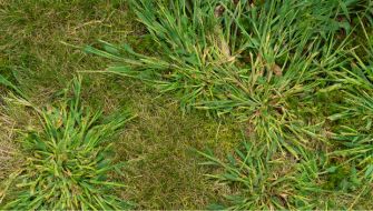 Come Eliminare la Digitaria sanguinalis dal prato: tecniche di controllo e diserbo selettivo