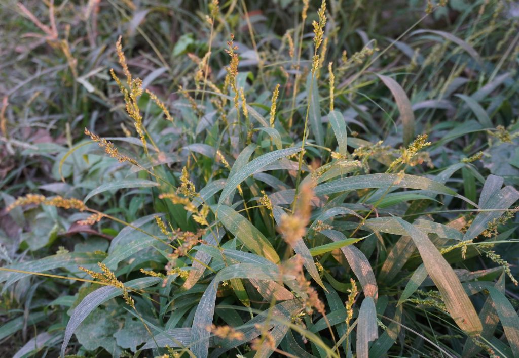 Echinochloa Crus-Galli o Giavone o Barnyard weed Echinochloa Crus-Galli o Giavone o Barnyard weed- malerba graminacea monocotiledone foglia stretta infestante del prato