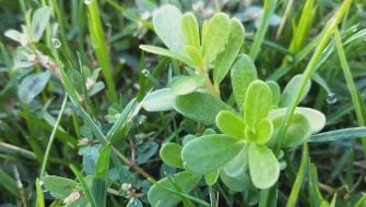 Dicotiledoni infestanti del prato: tecniche di controllo e diserbo selettivo delle malerbe a foglia larga