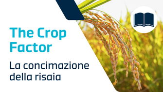 Crescere il riso: la scelta del giusto concime