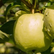 Crop image
