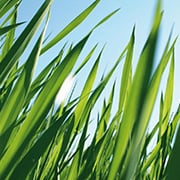 Crop image