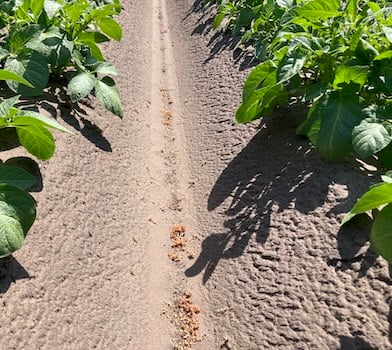 Grotere opbrengst bij aardappelen met Agrocote<sup>®</sup> Max