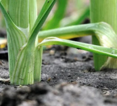 De teelt van prei verbeteren met Agrocote<sup>®</sup> Max