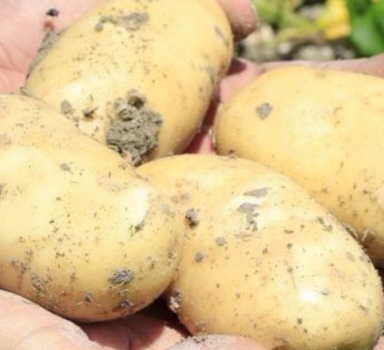 Aardappelproef met Agrocote<sup>®</sup> Max