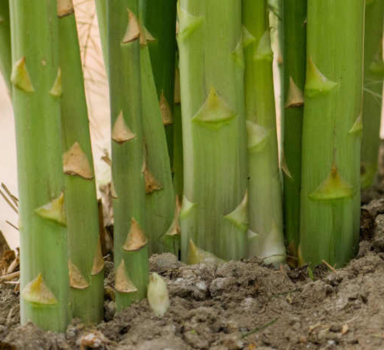 Proef asperge met H2Flo