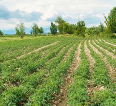 Efficiëntie van nutriënten in pootaardappel