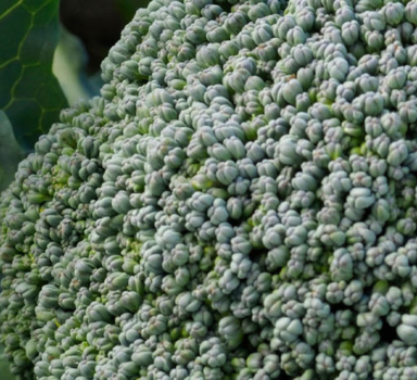 Proef broccoli met Polysulphate in Frankrijk
