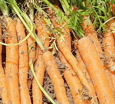 Proef peen met Polysulphate in Frankrijk