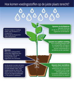 Hoe planten voedingsstoffen opnemen